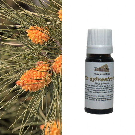 Pin sylvestre