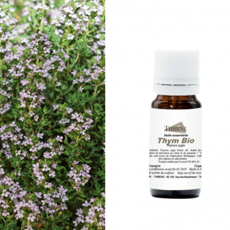 Thym à linalol