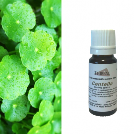 Centella asiatica