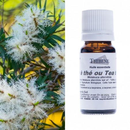 Arbre à Thé ou Tea tree