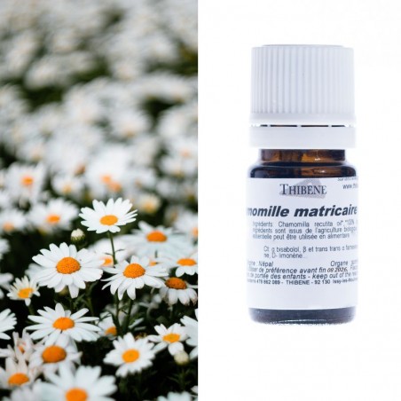 Camomille matricaire