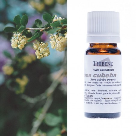 Litsea cubeba