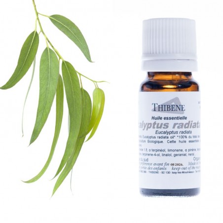 Eucalyptus radiata