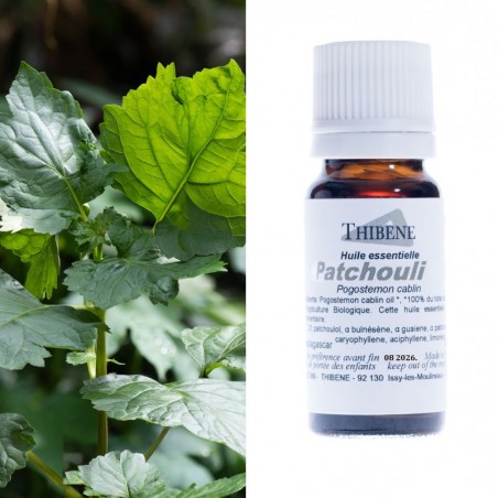 Patchouli