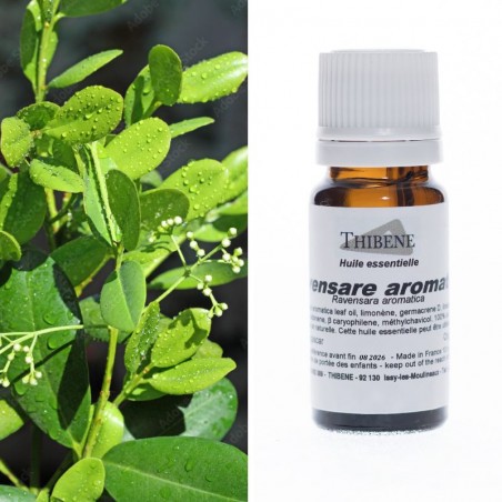 Ravensare aromatica