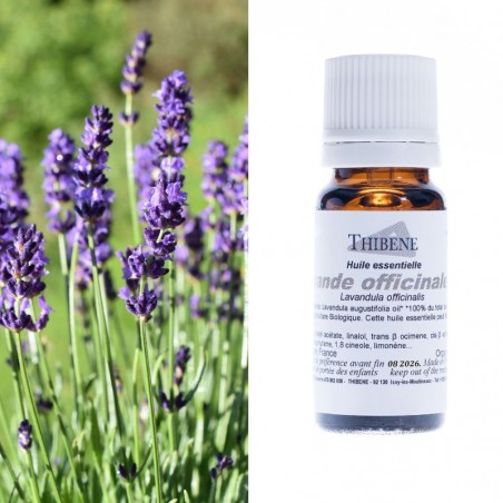 Lavande officinale
